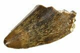 Serrated, Fossil Tyrannosaur (Nanotyrannus?) Tooth Tip - Wyoming #294955-1